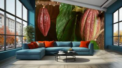 cocoa red pods  Wall mural