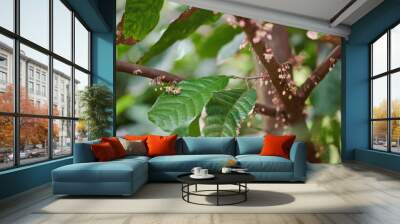 Green cacao tree with flowers Wall mural