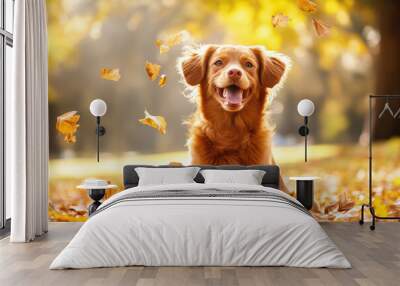 Golden retriever dog walking in the park in autumn Wall mural