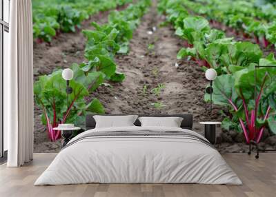 Rows of beetroot growing in the garden Wall mural