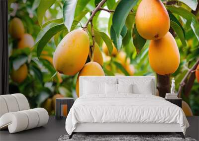 Three ripe mangoes on a tree Wall mural