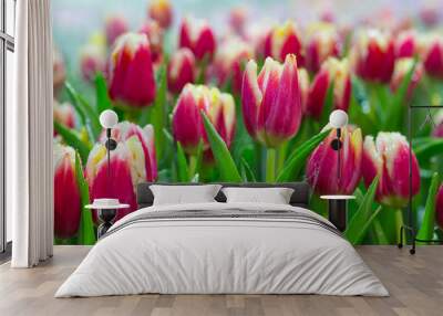 Tulip. Beautiful bouquet of tulips. colorful tulips. Red tulips in spring, Wall mural