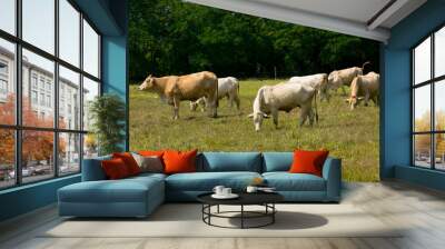 Cows grazing on a green summer meadow Wall mural