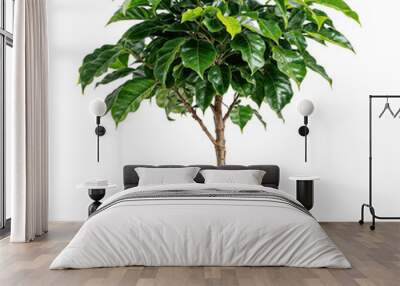 coffee plant PNG transparent Wall mural