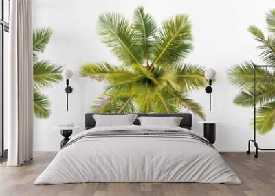 collection top view coconut tree PNG transparent background  Wall mural