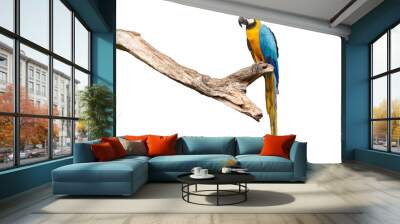 Bird Blue-and-yellow macaw standing on branches clipping path isolate white background. Wall mural