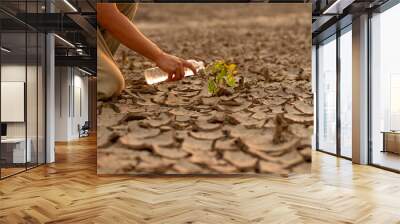 Man watering green tree after planting on dry land metaphor climate change solution, Sustainability and Save the world. Wall mural