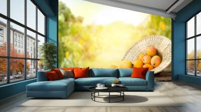 Mango in basket with leaves on wooden table and Mango tree farm with sunlight background. Wall mural