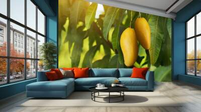 Ripe mango fruit hanging on the tree with beautiful sunlight and nature background Wall mural