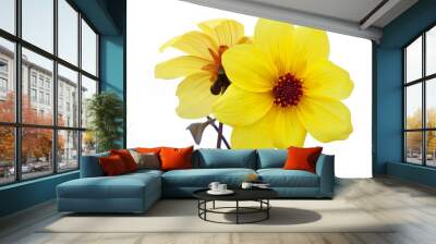 Dahlia Flowers Wall mural