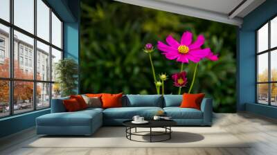 Purple Cosmos flower blooming in the field. Sulfur cosmos with green garden background (Cosmos sulphureous). Wall mural