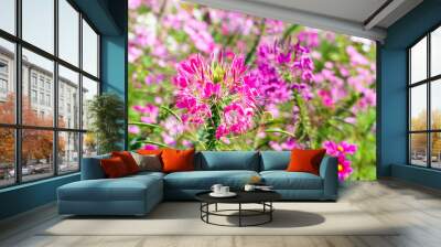 Beautiful pink Cleome hassleriana or spider flower in the garden Wall mural