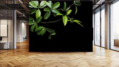 green creeper leaves isolated on black background Wall mural