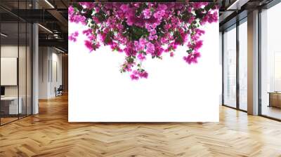 Pink Bougainvillea flower on white background. Wall mural