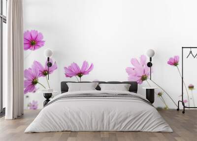 pink cosmos flower isolated on white background Wall mural