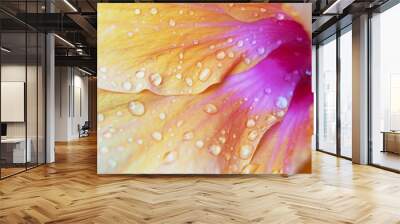 water drops on petals of orange Hibicus flowers Wall mural