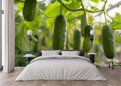 Fresh Organic Cucumbers Growing on Vine in Green Garden Wall mural