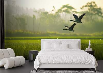 A pair of wild geese flying low over a lush green rice paddy, their graceful wings outstretched as they migrate in search of warmer climates. Wall mural