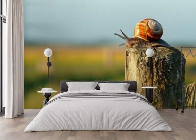 A snail crossing a wooden fence post, venturing into new territory with determination Wall mural