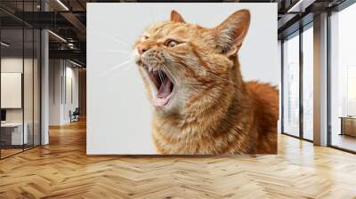 Crazy ginger cat crying isolated on white background Wall mural