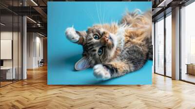 Cute cat lying on back with paws up on colored background. Relaxed and happy indoor cat with paws in the air. Fluffy long hair female kitty. Torbie or calico cat. Selective focus. Blue background. Wall mural