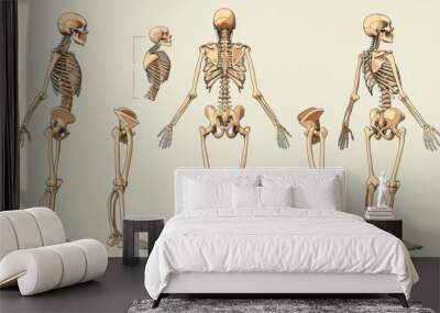 Medical illustration showing the skeletal structure of the human body with labeled bones and joints. Wall mural