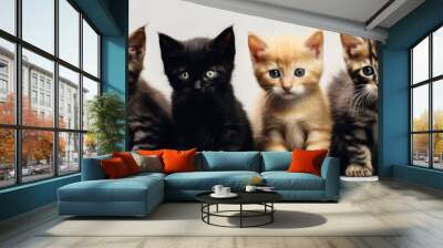 cute  line of blacks and golds kittens,A group of different kitten Wall mural