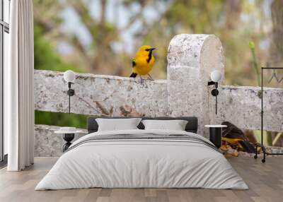 yellow bird on a fence Wall mural