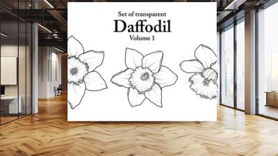 A series of isolated flower in cute hand drawn style. Daffodil in black outline and white plain on transparent background. Drawing of floral elements for coloring book or fragrance design. Volume 1. Wall mural