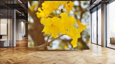 field of blooming yellow flowers on a background. Wall mural