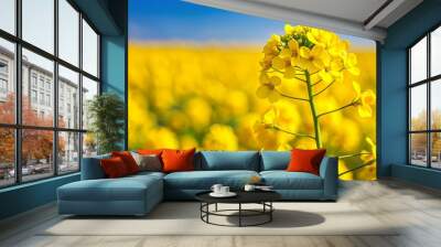 Close up of a vibrant yellow canola flower in bloom, canola, flower, yellow, close up, nature, vivid, plant, petal, flora Wall mural