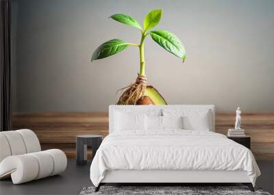 Germinated avocado seed with root on background Wall mural