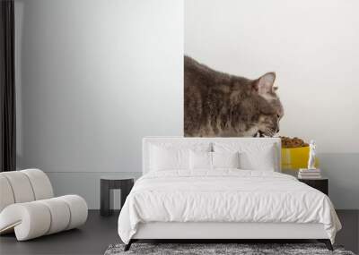 Grey cat peeps out of the corner, animal emotions, looks at a bowl of food, on a white background, concept. Copy space. Wall mural