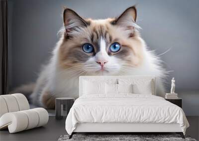 A Ragdoll Cat With Striking Blue Eyes Gazes Intently at the Camera, Its Soft Fur and Gentle Expression Creating a Captivating Portrait Wall mural