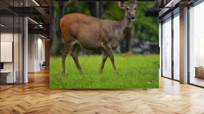 The hair on the body is brown. Have other colors mixed up He's smaller than other genus deer. Under the eyes there are clearly visible lacrimal glands. A long black line When it matures. Wall mural