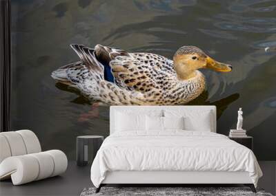 Leucistic Mallard Duck on Lake showing black and white speckled feathers and refelection in water Wall mural