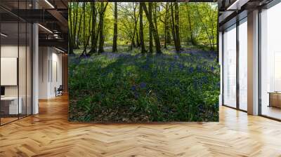 Low level view of Blue Bells in woods and woodland purple carpet of flowers in forest with dappled sunlight through branches Wall mural