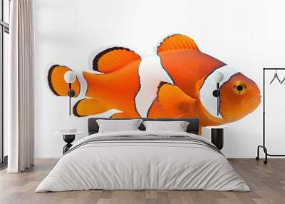 clownfish (ocean marine animal) isolated on white background cutout Wall mural