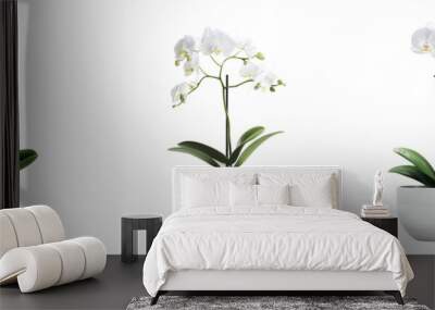 Set of A minimalist white pot with a single, striking orchid in full bloom, symbolizing purity and inner peace, isolated on a transparent background Wall mural