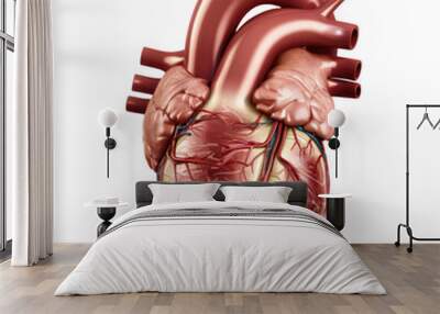 human heart showing chambers and valves on white background Wall mural