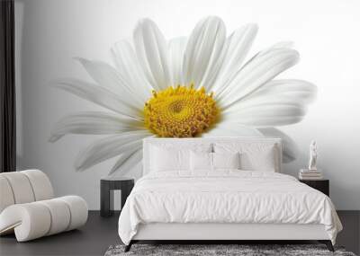 Daisy flower Wall mural