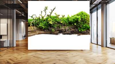 Fresh green moss on rotten branch Wall mural