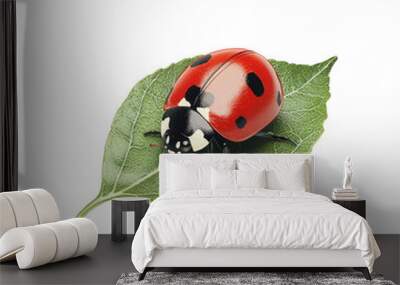 Red ladybug perched on a green leaf cut out transparent isolated on white background PNG Wall mural