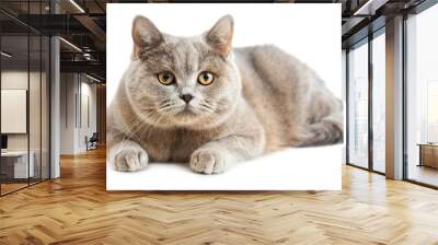 British Shorthair cat isolated on transparent background, PNG Wall mural