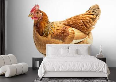 Chicken hen isolated on transparent background, PNG Wall mural