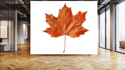 Maple leaf isolated on transparent background, PNG Wall mural