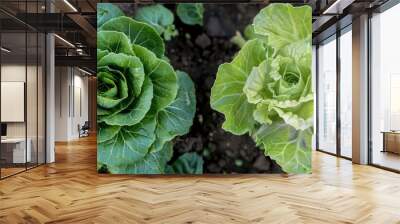 Close-up view of two green plants sprouting and growing in dirt, with roots visible in the soil. The vibrant green leaves contrast against the dark brown dirt, showcasing the beauty of natures growth Wall mural