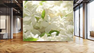 White jasmine blooms picked for ornamental fragrance or specialty tea purposes Wall mural