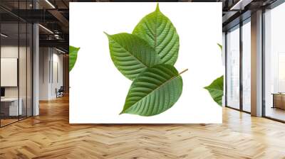 mitragyna speciosa, fresh kratom leaves on white background Wall mural