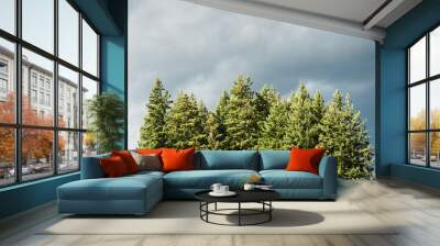 Dramatic grey clouds above douglas fir trees during a wind storm Wall mural